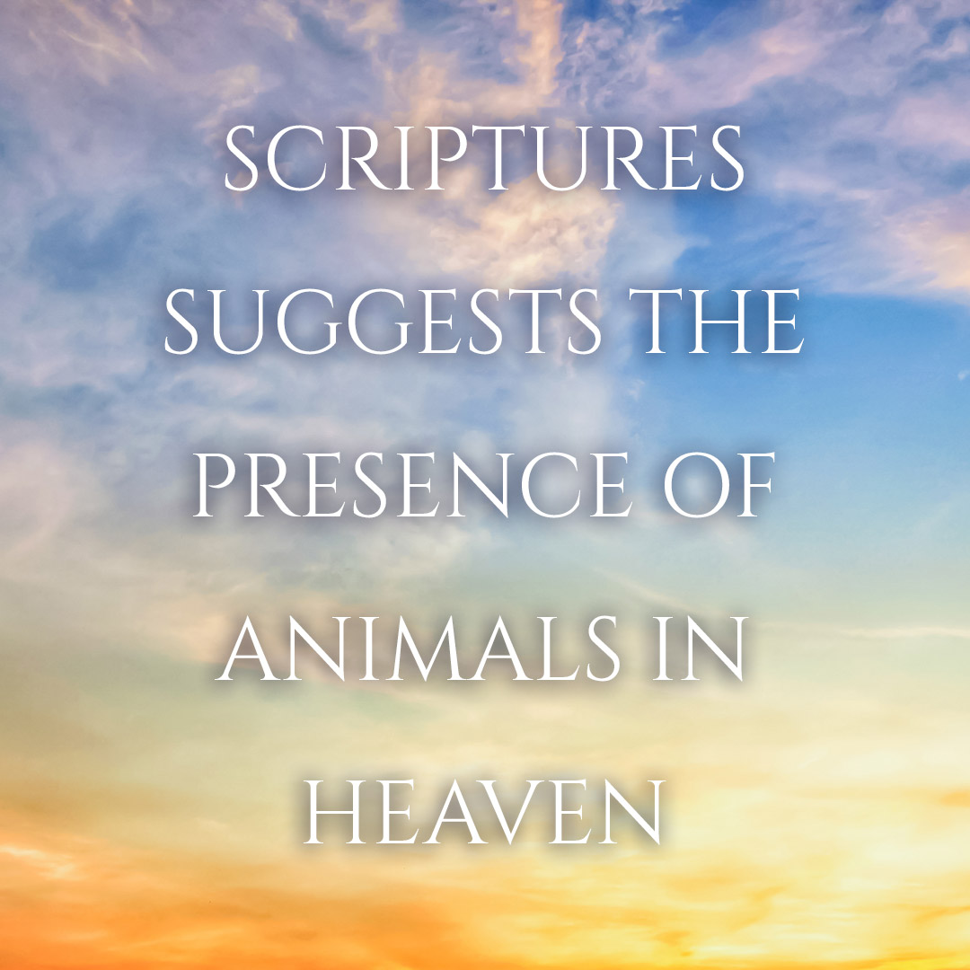 Do Dogs Go To Heaven? And Other Questions You’ve Wondered About Heaven ...