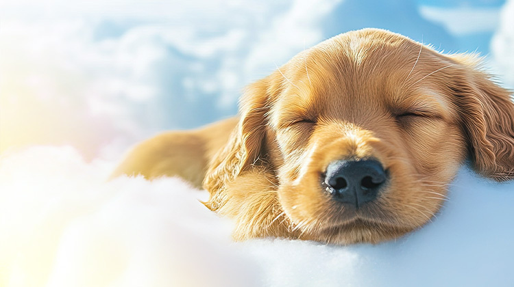 Do Dogs Go To Heaven? And Other Questions You've Wondered About Heaven